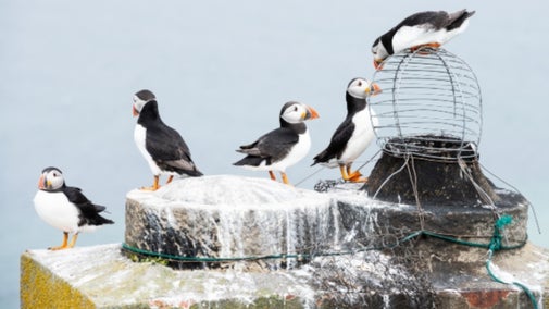 Group of puffins